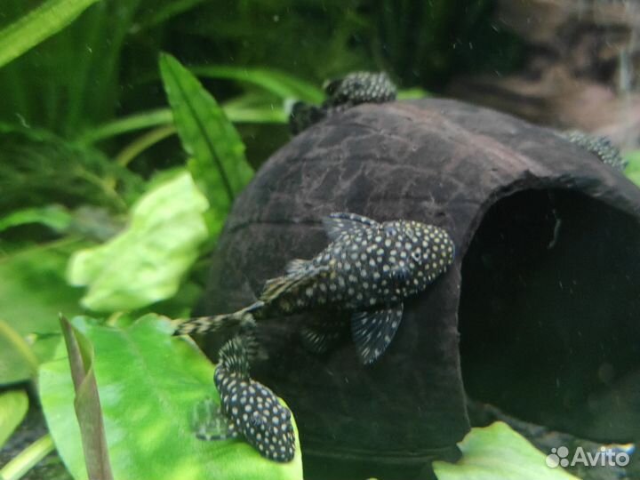 Мальки анциструса