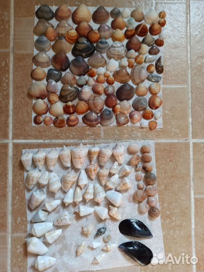 Морские ракушки раковины
