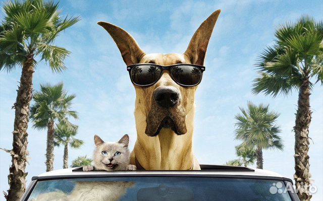 Зоотакси 24/7,перевозка домашних животных,межгород