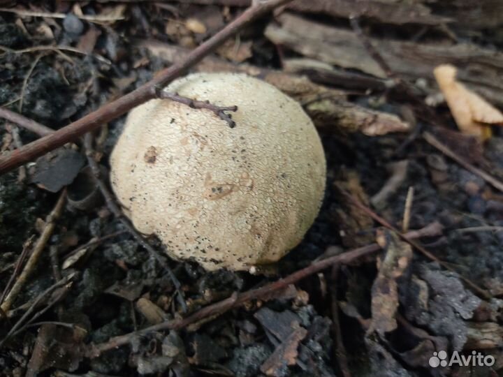 Гриб веселка