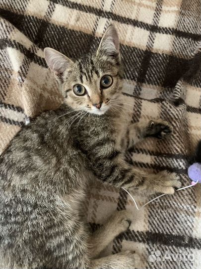 Котенок в добрые руки