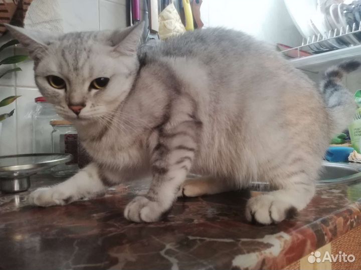Котенок британец вискас