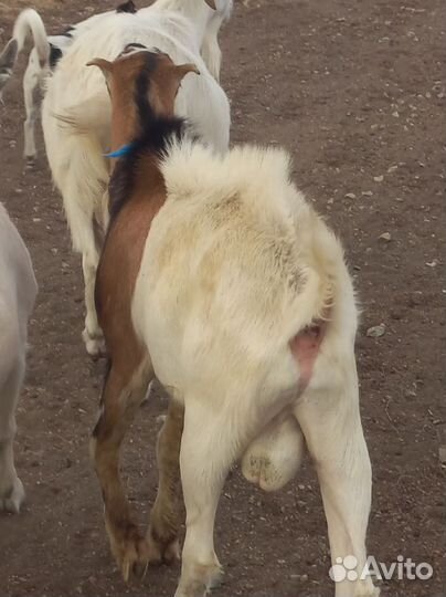 Козел ламанча