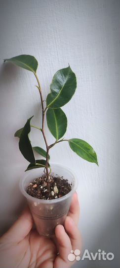 Фикус Анастасия