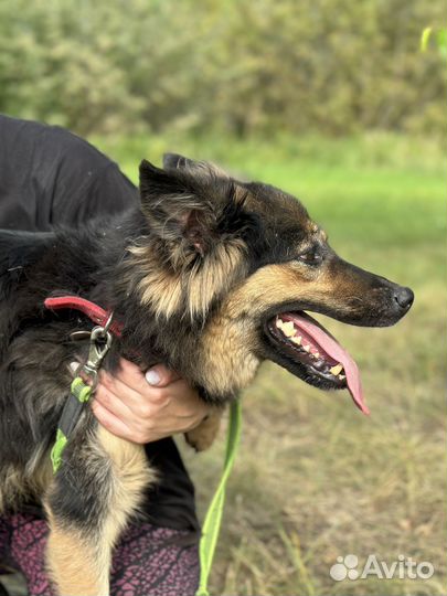 Домашнюю Гретту сдали в приют