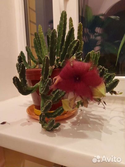 Кактус стапелия