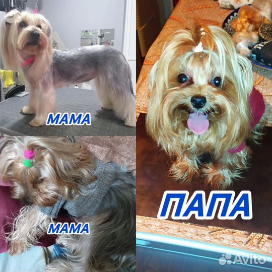 Йоркширский терьер