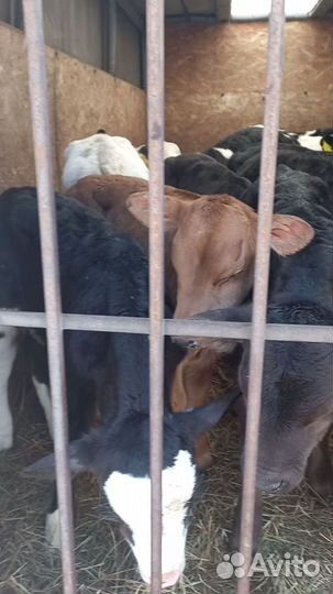 Бычки и телята