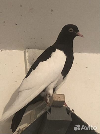 Продажа голубей