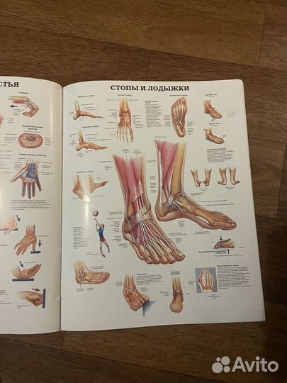 Анатомический атлас