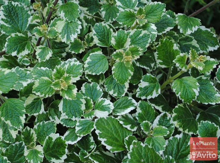 Домашние растения