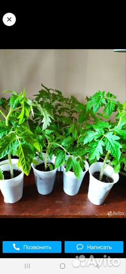 Рассада перца рамиро,шоколадного,слоновий хобот