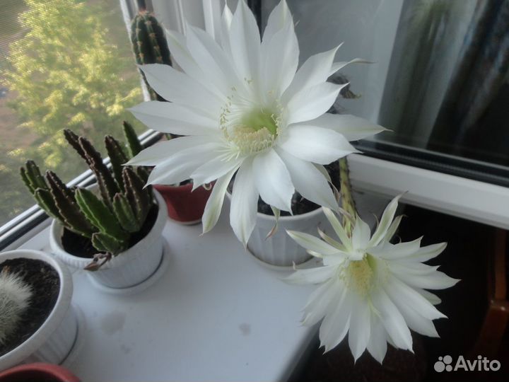 Детки цветущих кактусов