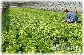 Вахта Разнорабочий (прож+пит) Новороссийск