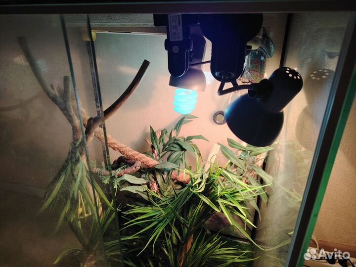 Рептилии хамелион