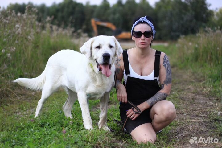 Алабай с ушами, прекрасная Кассандра, 3,5 года