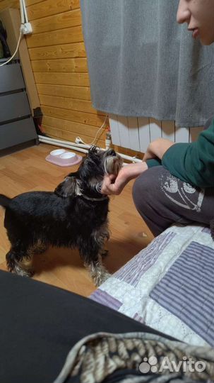 Одам в добрые руки