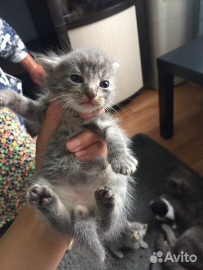 Котята в добрые руки