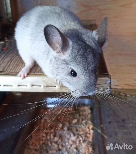 Шиншилла (мальчик)