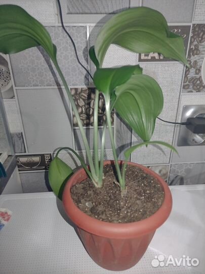 Эухарис амазонская лилия