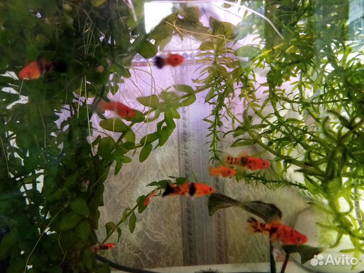 Меченосцы ситцевые и кои