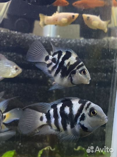 Рыбка сапфировый попугай