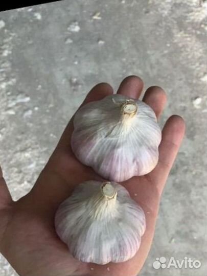 Фермерский урожай чеснок Любаша