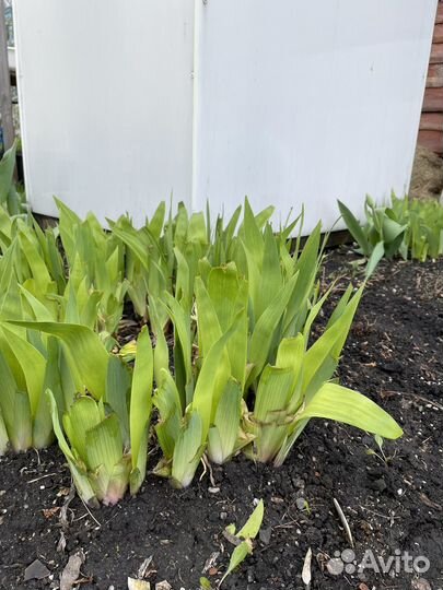 Многолетние цветы для сада