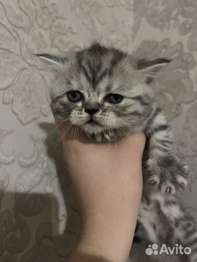 Британские котята