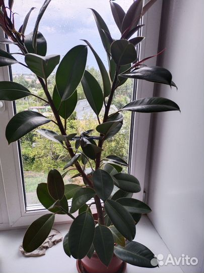 Фикус каучуконосный эластика