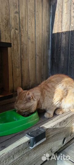 Чудесный рыжий котик ищет дом