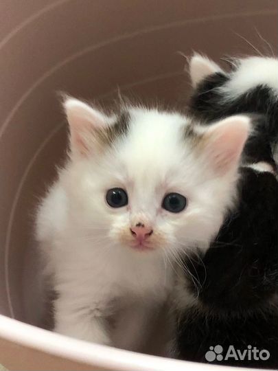 Котята даром, 3мальчика и 1девочка