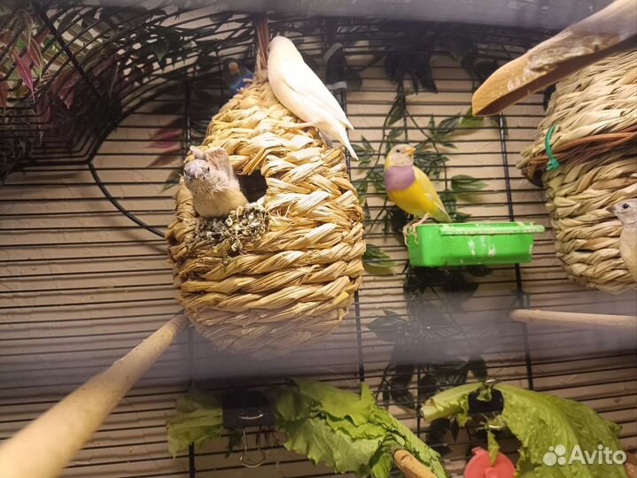 Амадины гульда желтые и природник