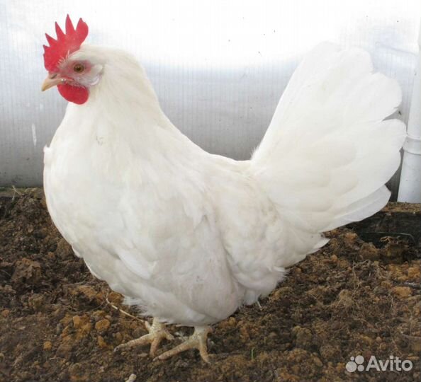 Куры несушки