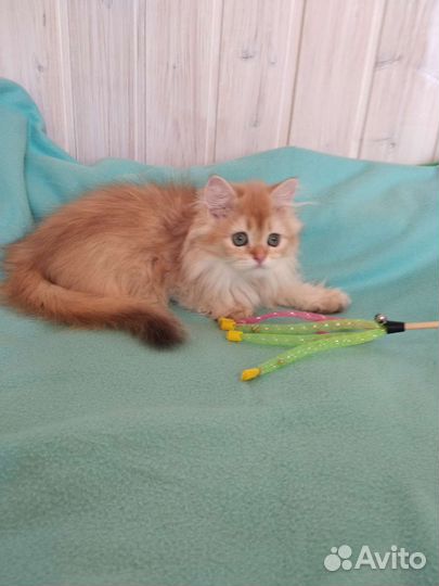 Британская золотая шиншилла