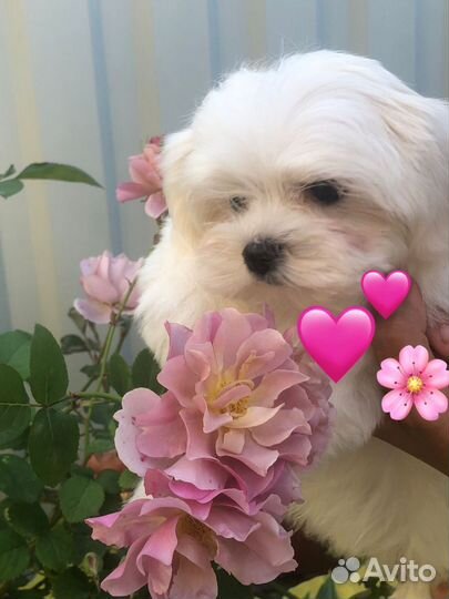 Щенки мальтезе