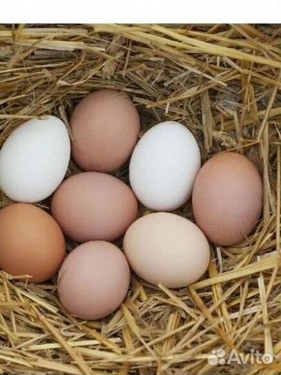 Домашние куриные яйца