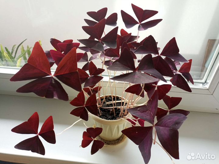 Кислица оксалис. Комнатное растение