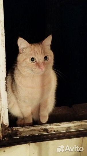 Рыжий кот