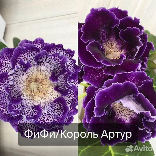 Семена глоксиний (опыления)