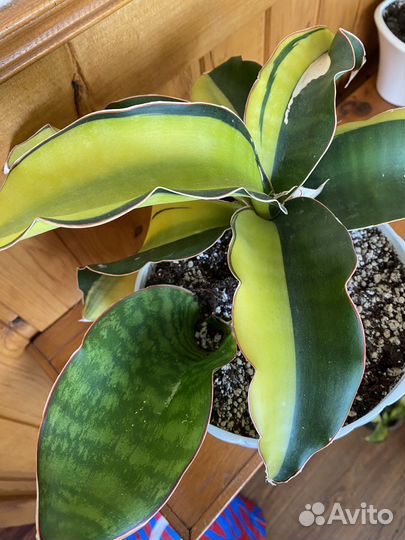 Сансевиерия