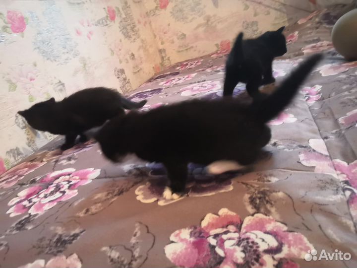 Котята в дар бесплатно