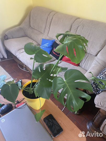 Денежное дерево толстянка