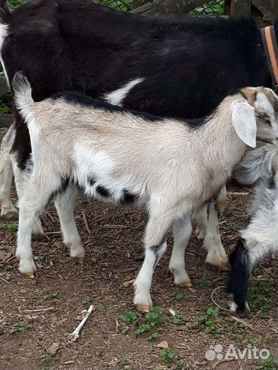 Нубийский козел