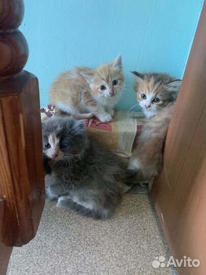 Котята в добрые руки бесплатно
