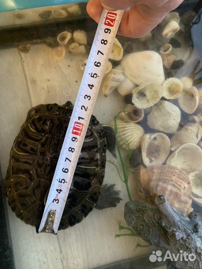 Черепаха в добрые руки