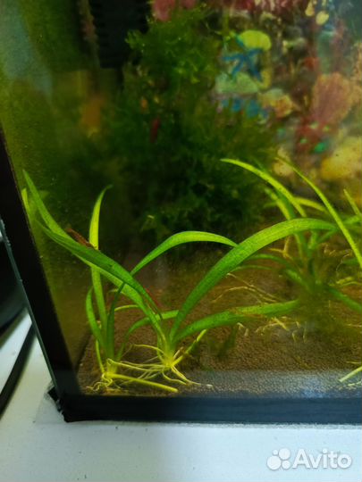 Аквариумные креветки