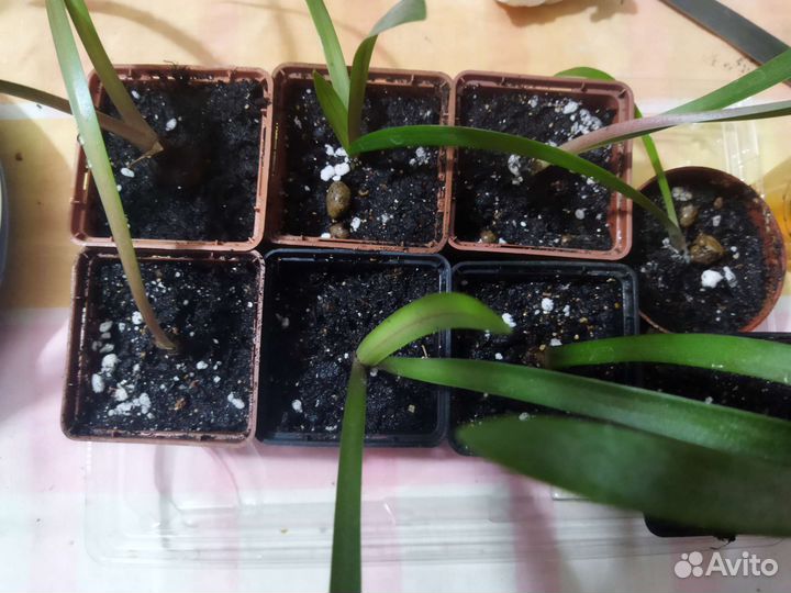 Гиппиаструм