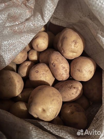 Картофель отборный доморощенный