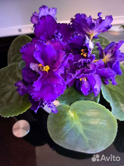 Листики фиалки